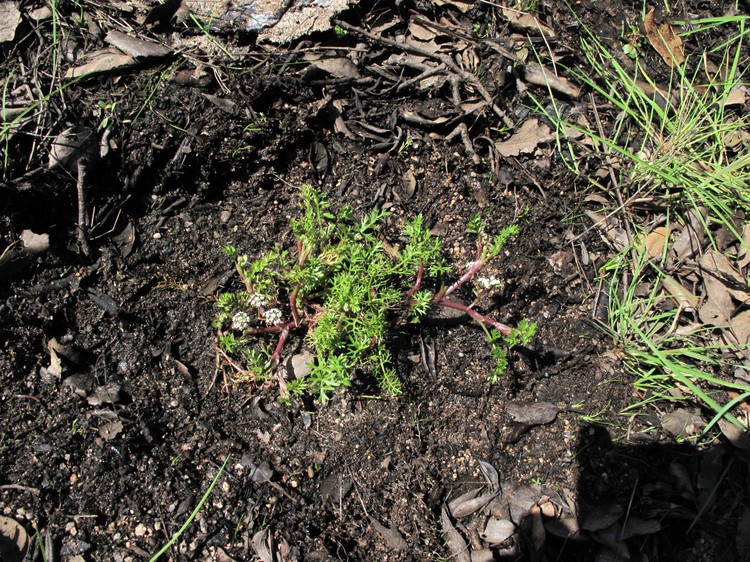 Helosciadium crassipes